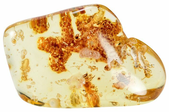 Polished Colombian Copal ( g) - Enhydro in Abdomen! #326740